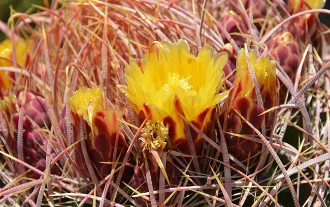 California Barrel Cactus has large showy yellow flowers with moron on the outside. Plants bloom from April to May. Ferocactus cylindraceus 
